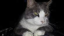 Taz