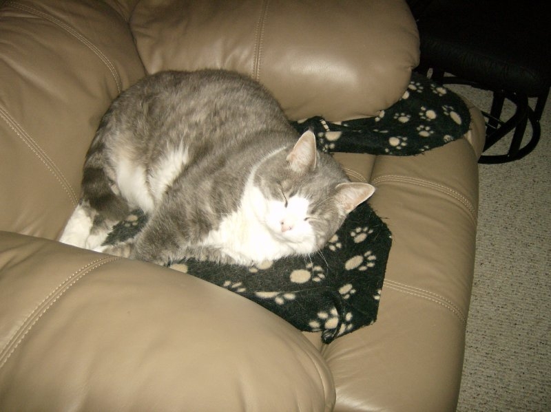 Taz napping on the chair