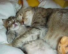 Snuggling Kitties
