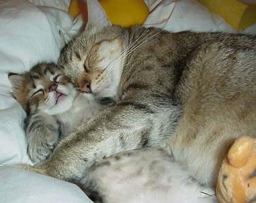 Snuggling Kitties