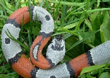 Male 277 From Jim Dobis