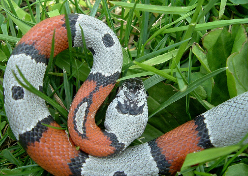 Male 277 From Jim Dobis