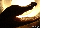 Alligator