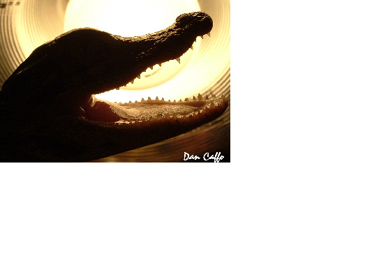 Alligator