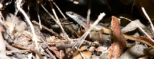 aus skink