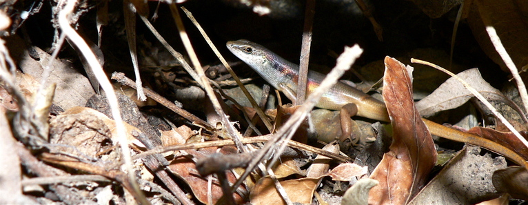 aus skink
