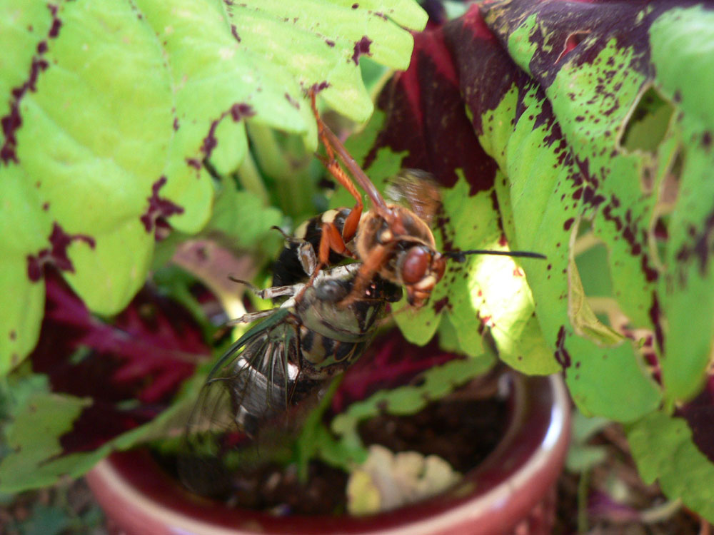 cicada