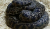 spotted python