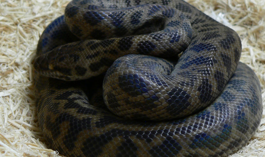 spotted python