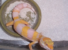 tango female
