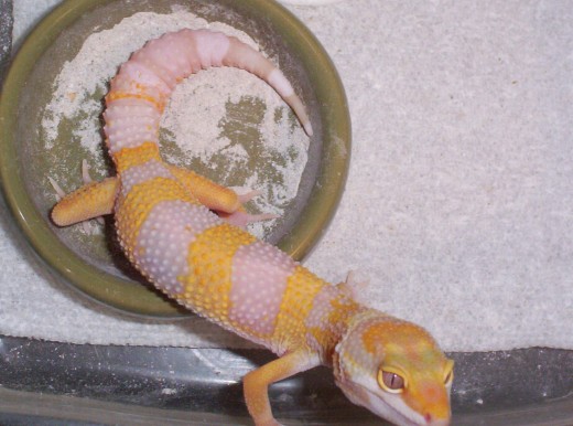 tango female