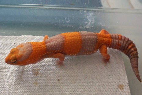 CALABASA