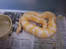 albino female #1