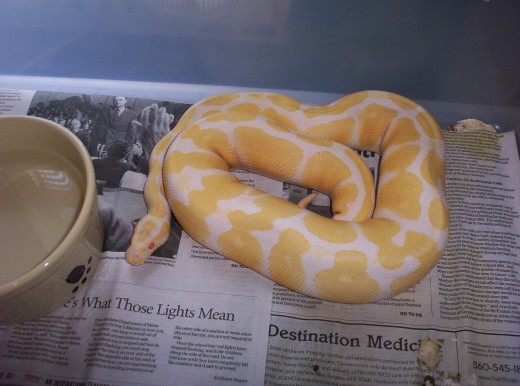 albino female #1