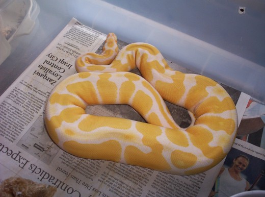 Albino female #2