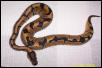 banded female