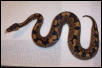 banded male
