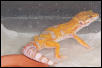 another up coming breeder