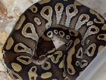 mojave female#1