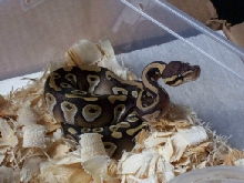 mojave female#2