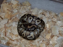 mojave female#3