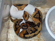 pied male
