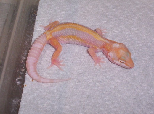 stripe (updated)