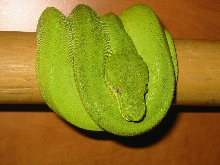 male paternles emerald