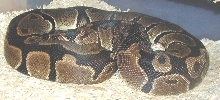 Het Pied "Mina" gravid