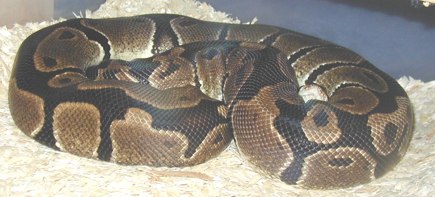 Het Pied "Mina" gravid
