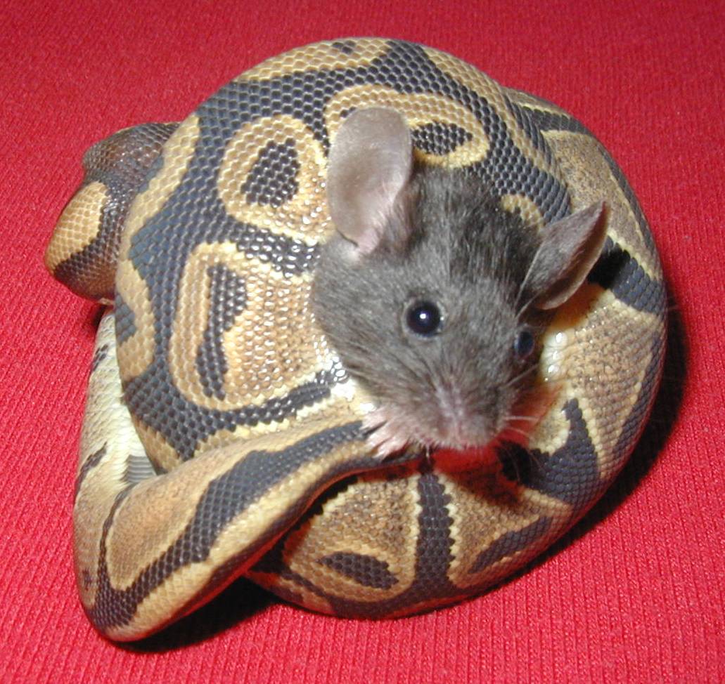 Mouse hug