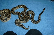 1.2 Ball Pythons