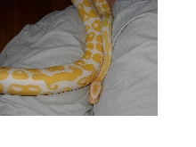 HIgh Contrast Albino