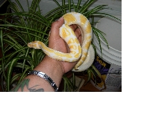 High Contrast Albino