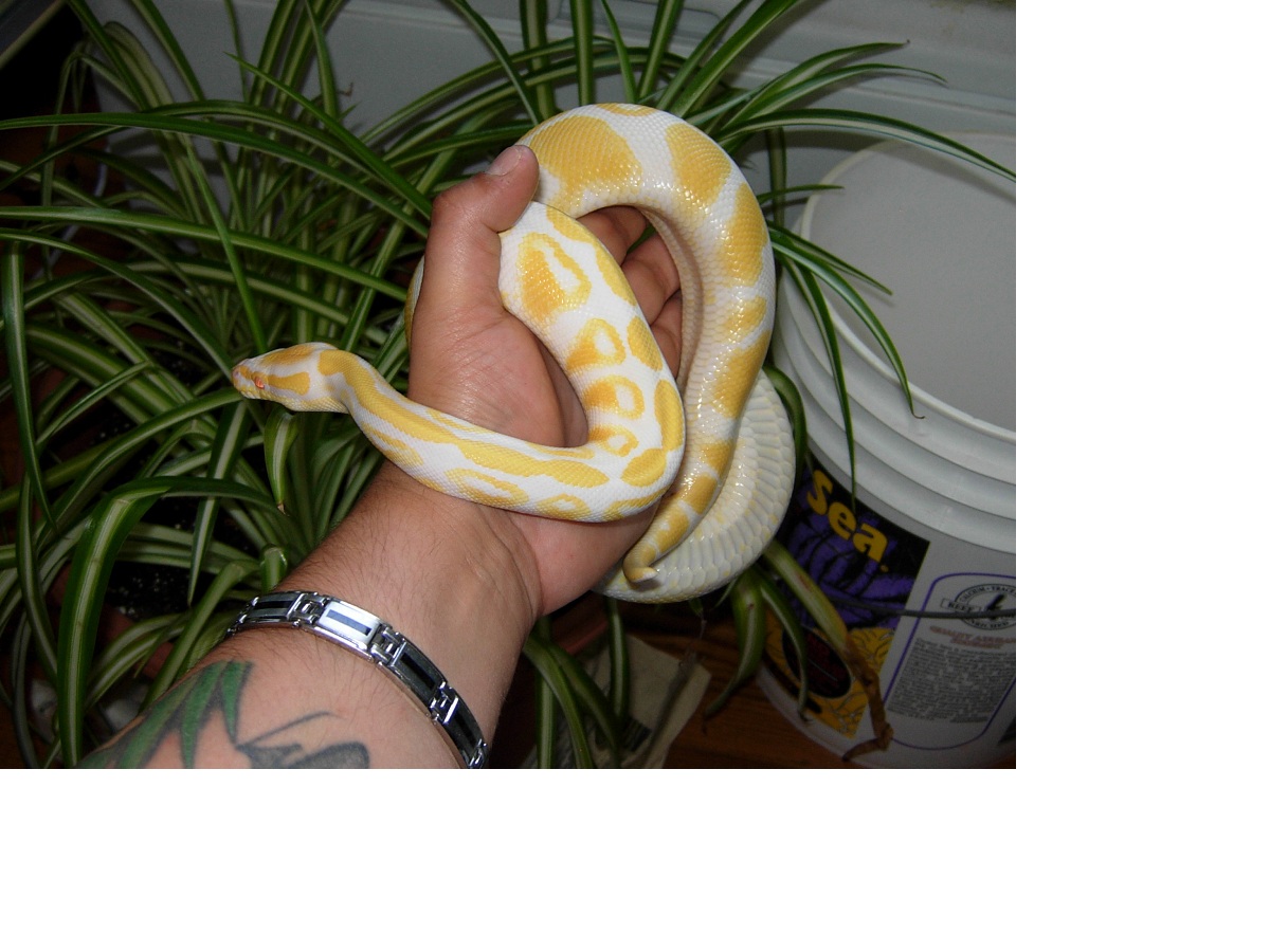 High Contrast Albino