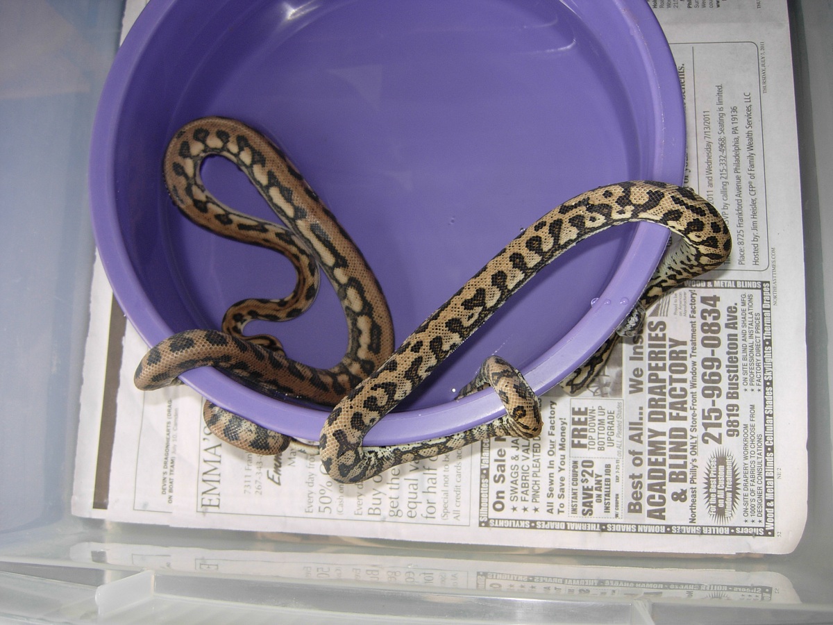 tiger jag pair