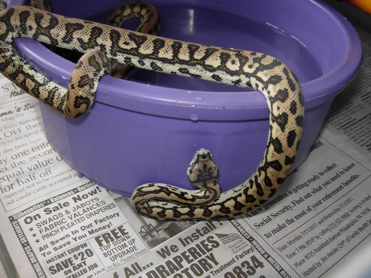 tiger jag female