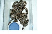 baby ball pythons