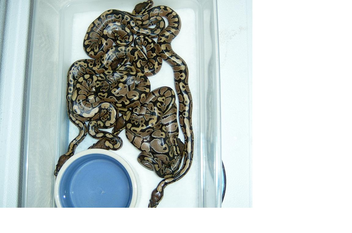 baby ball pythons