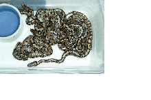 baby ball pythons