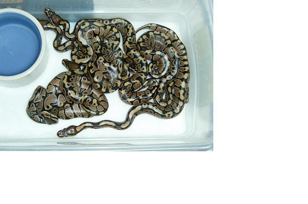 baby ball pythons