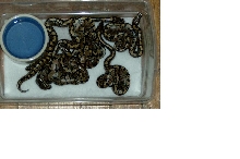 baby ball pythons