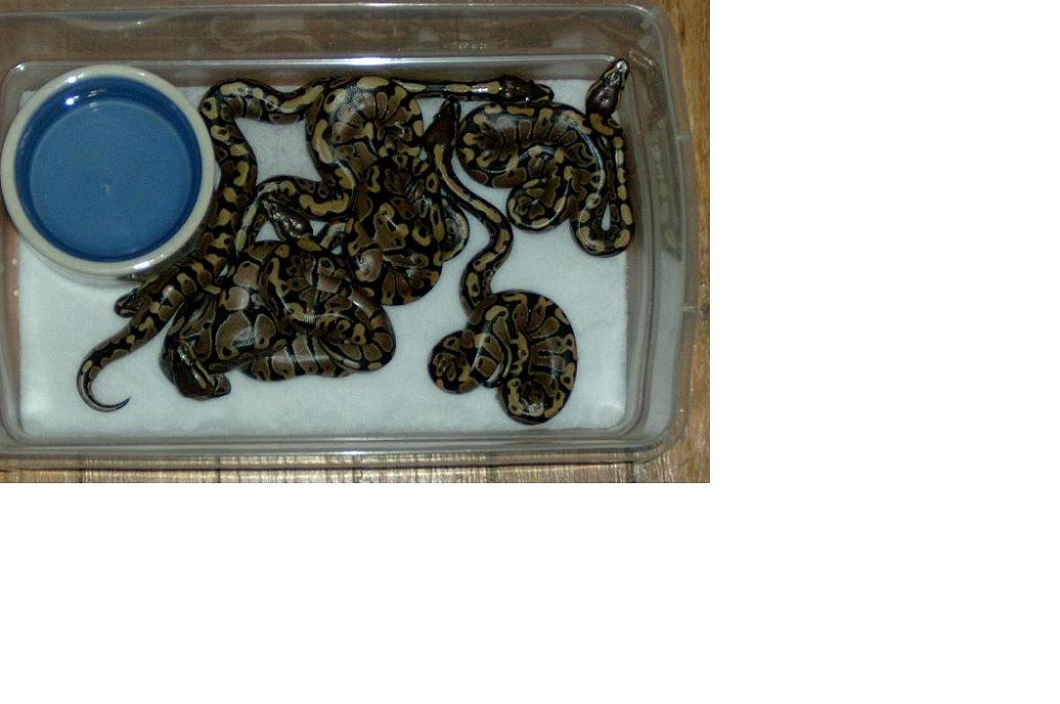 baby ball pythons