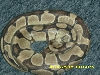Male Ball Python