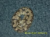 Male Ball Python