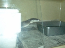 Female white lip python