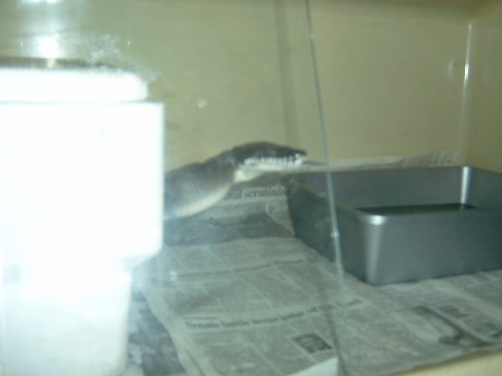 Female white lip python