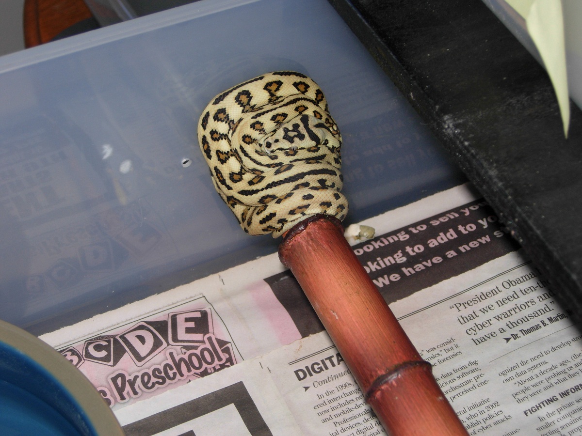 Jag female
