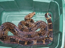 Large female 100% het