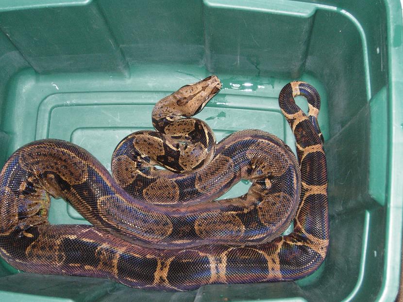 Large female 100% het